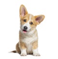 Sitting happy panting Puppy Welsh Corgi Pembroke looking at camera, 14 Weeks old, isolated on white