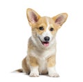 Sitting happy panting Puppy Welsh Corgi Pembroke looking at camera, 14 Weeks old, isolated on white