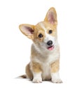 Sitting happy panting Puppy Welsh Corgi Pembroke looking at camera, 14 Weeks old, isolated on white Royalty Free Stock Photo