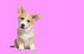 Sitting happy Puppy Welsh Corgi Pembroke looking at camera, isolated on pink