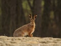 Sitting Hare