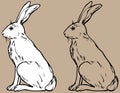 Sitting hare. vector black and white line drawing