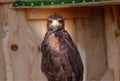 A sitting Harris`s hawk in park and looking on me with brown feathers