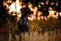 Sitting hunting German shorthaired pointer at sunset forest Royalty Free Stock Photo