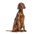 Sitting irish setter looking at camera, isolated on white Royalty Free Stock Photo