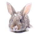 Sitting isolated on white background gray bunny