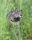 Sitting jaguar. Front view, green natural background . Panthera onca. Natural habitat.