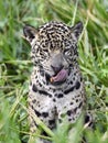 Sitting jaguar. Front view, green natural background . Panthera onca. Natural habitat. Cuiaba River, Brazil