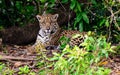 A sitting Jaguar paying close attention