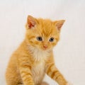 Sitting kitten Royalty Free Stock Photo
