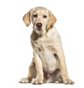 Sitting Labrador, isolated Royalty Free Stock Photo