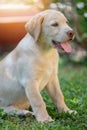 Sitting labrador puppy Royalty Free Stock Photo