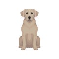 Sitting Labrador retriever. Dog with short beige hair and adorable muzzle. Detailed vector for cynology club, zoo store Royalty Free Stock Photo