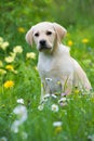 Sitting labrador retriever puppy in a flower meadow Royalty Free Stock Photo