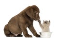 Sitting Labrador Retriever Puppy looking at a British Longhair