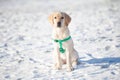 Sitting Labrador retriever puppy Royalty Free Stock Photo