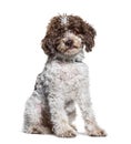 Sitting Lagotto Romagnolo dog looking at the camera, isolated