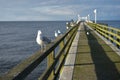 Sitting laughing gulls or sea gulls on banister of old wooden landing pier in the coast of Baltic sea Royalty Free Stock Photo