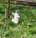 Sitting Lemur Royalty Free Stock Photo
