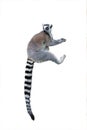 sitting lemur isolated on white Royalty Free Stock Photo