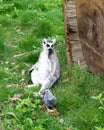 Sitting lemur Royalty Free Stock Photo