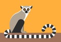Sitting lemur on orange background