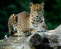 Sitting Leopard