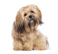 Sitting Lhasa apso dog, isolated on white Royalty Free Stock Photo