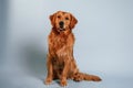 Sitting and looking forward. Cute golden retriever dog is sitting indoors against white and blue colored background in the studio Royalty Free Stock Photo