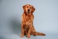 Sitting and looking forward. Cute golden retriever dog is sitting indoors against white and blue colored background in the studio Royalty Free Stock Photo