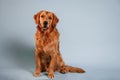 Sitting and looking forward. Cute golden retriever dog is sitting indoors against white and blue colored background in the studio Royalty Free Stock Photo