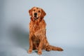 Sitting and looking forward. Cute golden retriever dog is sitting indoors against white and blue colored background in the studio Royalty Free Stock Photo