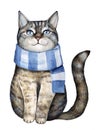 Cute gray tabby kitten dressed in blue textile striped knitted scarf.