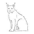 Sitting lynx design - wild bobcat black and white vector outline, lynx , vector sketch illustration