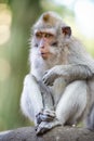 Sitting macaque monkey Royalty Free Stock Photo