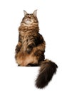 Sitting Maine Coon cat isolated on white Royalty Free Stock Photo