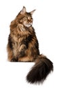 Sitting Maine Coon cat isolated on white Royalty Free Stock Photo