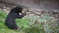 Sitting Malayan sun bear