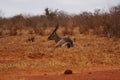 Sitting male Waterbuck on african savanna at Tsavo East National Park in Kenya