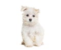 Sitting Maltese puppy looking at the camera, Three months old, isolated on white Royalty Free Stock Photo