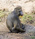 Sitting mandril Royalty Free Stock Photo