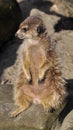 Sitting meercat