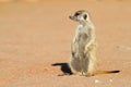 Sitting meerkat