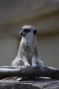 Sitting meerkat portrait