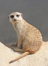 Sitting meerkat suricata suricatta on the rock Royalty Free Stock Photo
