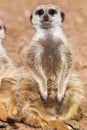 Sitting meerkat