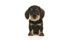 Sitting miniture dachshund puppy looking at the camera on a white background seen from the front Royalty Free Stock Photo