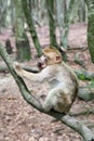 Sitting monkey at Affenberg (Monkey Hill) in Salem, Germany