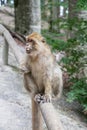 Sitting monkey at Affenberg (Monkey Hill) in Salem, Germany Royalty Free Stock Photo