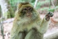 Sitting monkey at Affenberg (Monkey Hill) in Salem, Germany